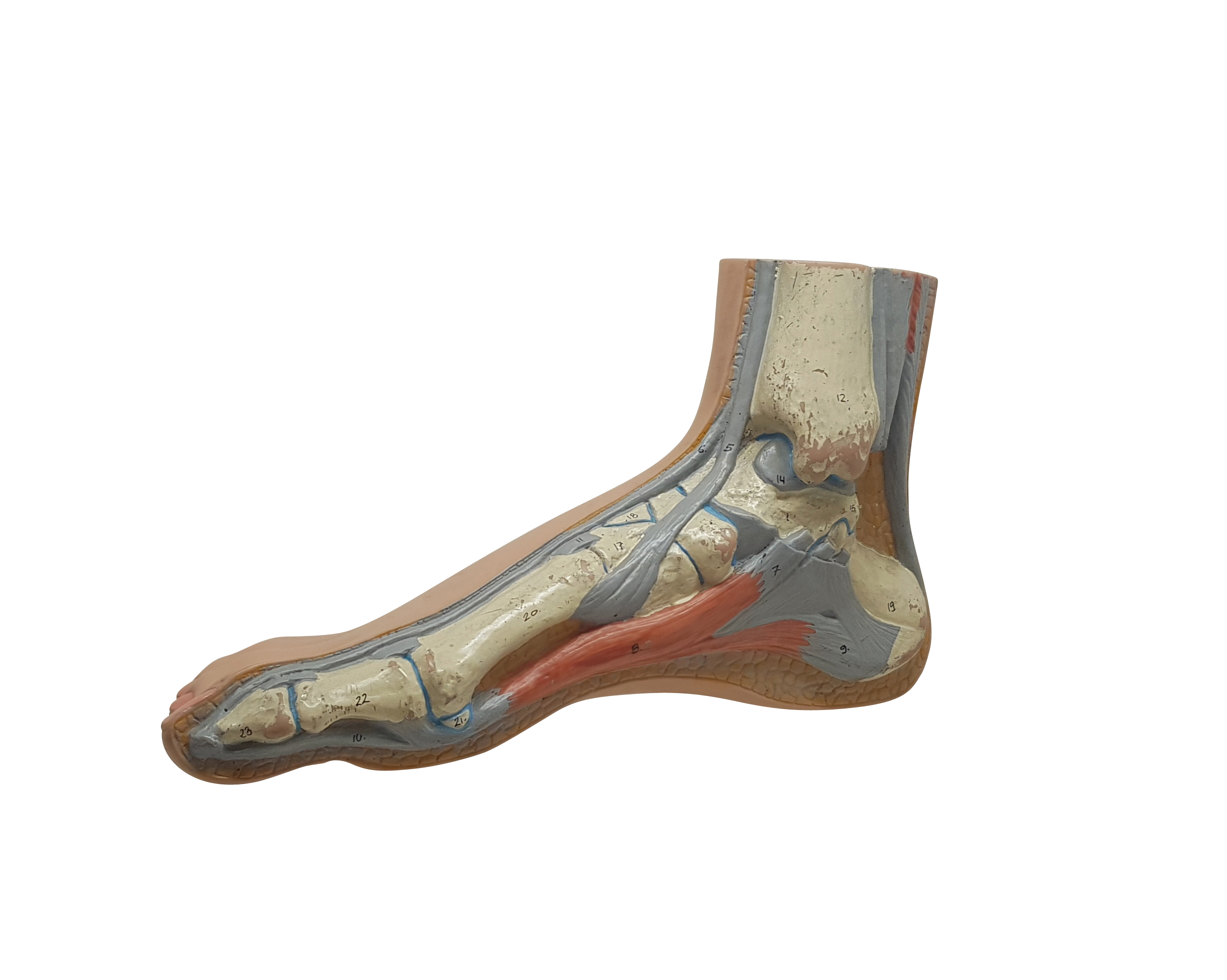 정상발, Normal Foot