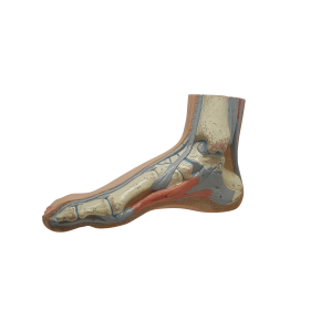 정상발, Normal Foot