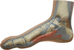 정상발, Normal Foot