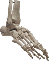 발뼈, Foot Bone